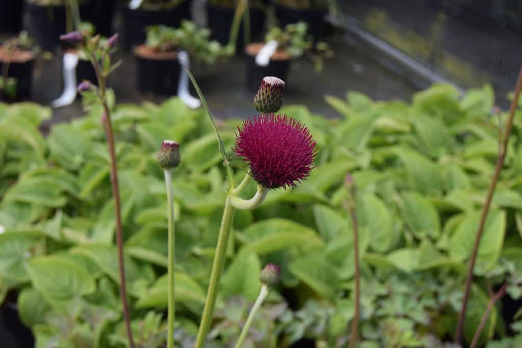 Cirsium rivulare 'Atropurpureum' ---